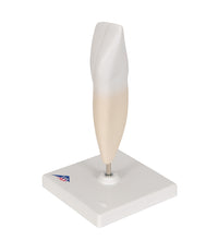 Primary Image Link