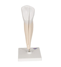 Primary Image Link