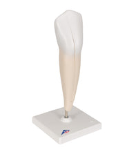 Primary Image Link