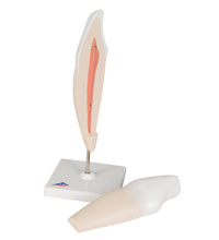 Primary Image Link