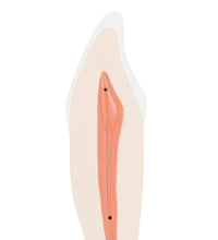 Primary Image Link