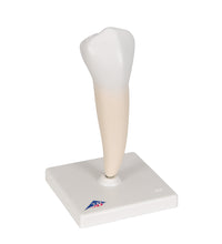 Primary Image Link