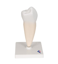 Primary Image Link
