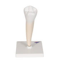 Primary Image Link