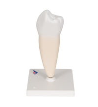 Primary Image Link