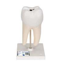 Primary Image Link
