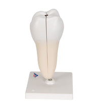 Primary Image Link