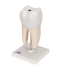 Primary Image Link