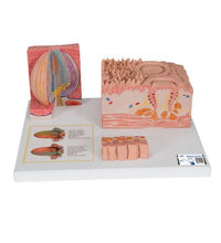 Primary Image Link