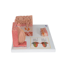 Primary Image Link