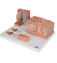 Primary Image Link