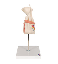 Primary Image Link