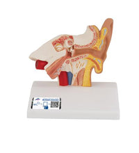 Primary Image Link