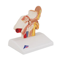 Primary Image Link