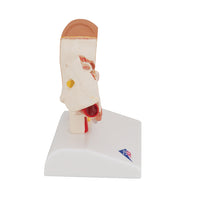 Primary Image Link