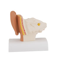 Primary Image Link