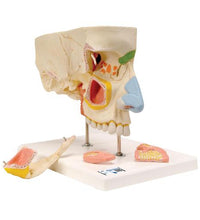 Primary Image Link