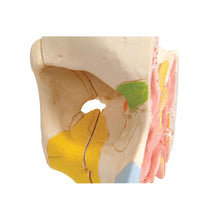 Primary Image Link