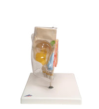 Primary Image Link