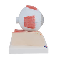 Primary Image Link