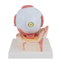 Primary Image Link
