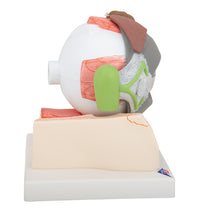 Primary Image Link