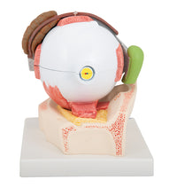 Primary Image Link
