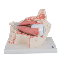 Primary Image Link