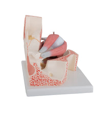 Primary Image Link
