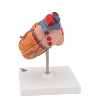 Primary Image Link