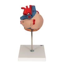Primary Image Link