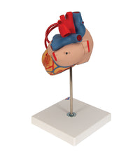 Primary Image Link