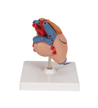 Primary Image Link