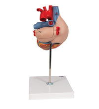 Primary Image Link
