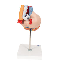 Primary Image Link