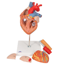 Primary Image Link