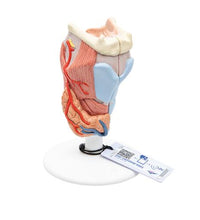 Primary Image Link