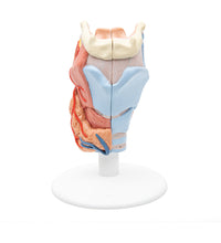 Primary Image Link
