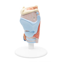 Primary Image Link
