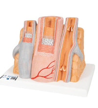 Primary Image Link