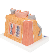Primary Image Link
