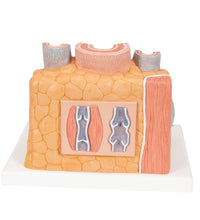 Primary Image Link