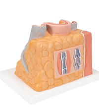 Primary Image Link