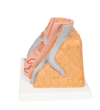 Primary Image Link