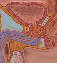 Primary Image Link