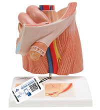 Primary Image Link