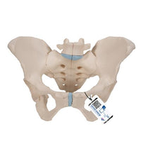 Primary Image Link