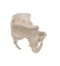 Primary Image Link