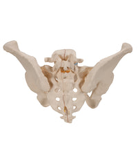 Primary Image Link