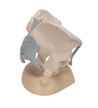 Primary Image Link
